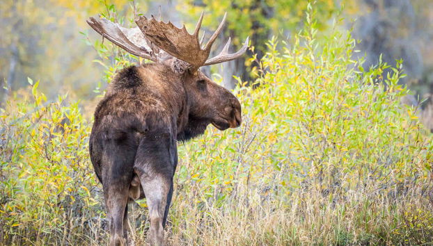 Yellowstone and Grand Teton 4 Day Tour - Foto 3