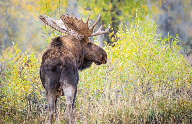 Tour di 4 giorni a Yellowstone e Grand Teton - Foto 3