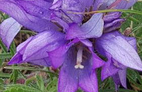 Old town hesed - Photo 75