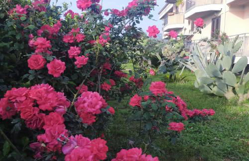 aranceto dell'Etna - Foto 47