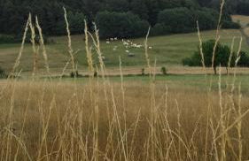 Ferienhaus Kellerwald - Foto 18