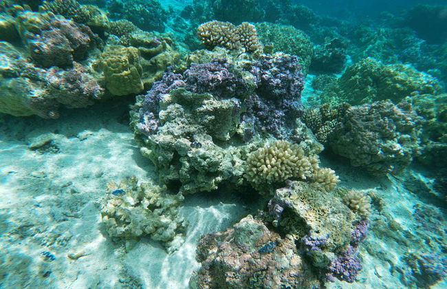 Giro in barca con fondo trasparente - Foto 3