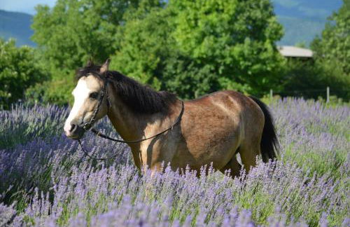 Agriturismo Domus Magna - Foto 23