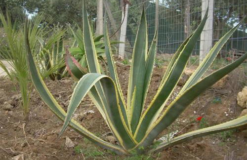 Holiday Menfi | Casale Abate - Foto 42