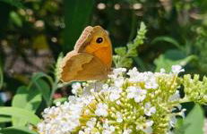 Au séchoir à Tabac - Foto 40