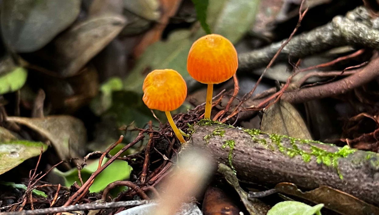 Barbas Bremen Nature Reserve Tour