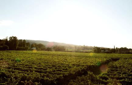 Agriturismo il Cicaleto - Foto 36