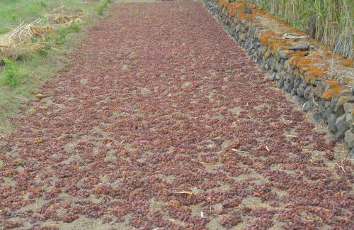 Agriturismo Zinedi - Foto 30