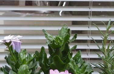 Charmant Studio sur cour à LYON 9e Mont d'or - Foto 12