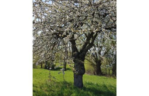 Lovely Apartment in Hesse - Foto 46