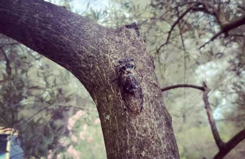 Villa CIGALONS en pleine pinède avec PISCINE - Foto 71