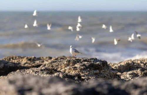Havre de paix 4 étoiles, 2 pièces calme et lumineux à 100 mètres de la plage - Foto 18