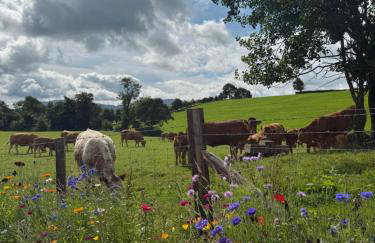 Jackdaw Cottage - Photo 52