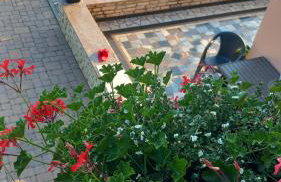 Apartmani i Sobe Kočiš - Foto 2