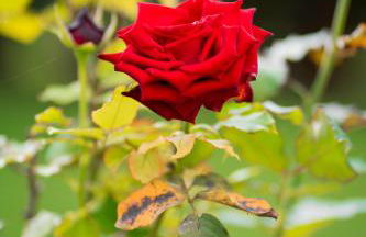 Villa I Giardini di Marzo - Foto 27