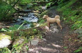 Westwood Cottage - Foto 39