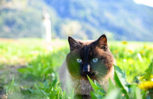 Stube Biohof Oberzonn - Foto 24