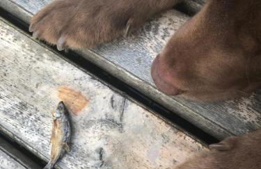 Ferien im Bomlitztal - Foto 55