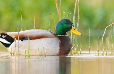 Agriturismo Fornace Certosa - Foto 40