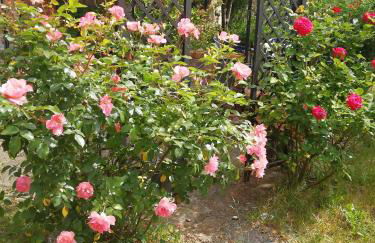 Schlossblick Apartment für 4 mit Küche Kamin Netflix Parken und Hofladen - Foto 36