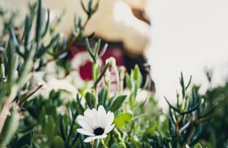 Finca El Lance - Foto 53