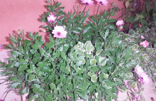 Appartement Le Romarin - Foto 19