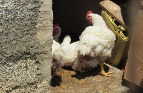 Casa Vacanze Il Libeccio - Foto 47