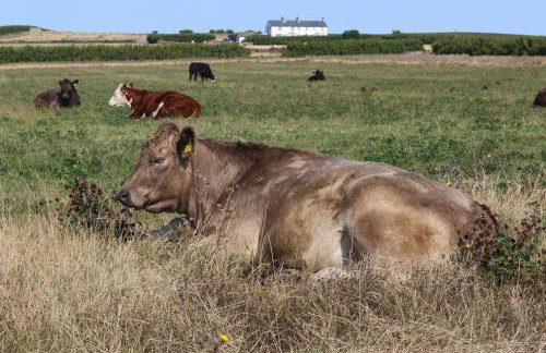 Detached Bungalow in North Cornwall - Foto 35