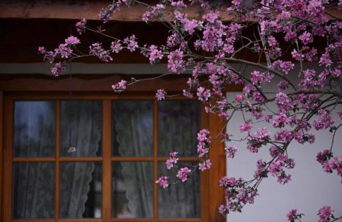 Białowieski Dworek do 10 Gości - Foto 3