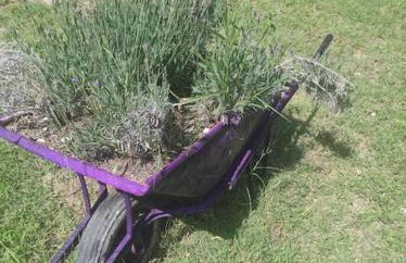 Il giardino fiorito - Foto 23