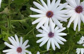 La Villa dell Artista con vista mare e dune - IUN Q7440 - Foto 26