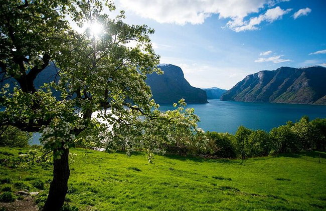 Geführte Tagestour - Nærøyfjord Kreuzfahrt, Flåm & Stegastein Aussichtspunkt - Foto 10