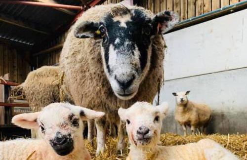 3 Bed Countryside Cottage in Harrogate with free parking and strong wifi - Photo 42