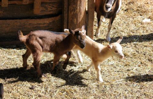 Thallerhof - Foto 18