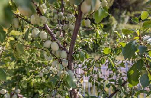 APARTMENTS ANA - Foto 75