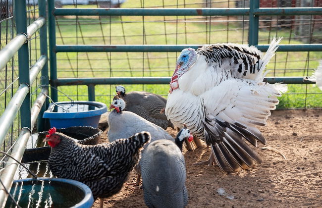 Peaceful Luxurious Ranch Family Reunion - Photo 57