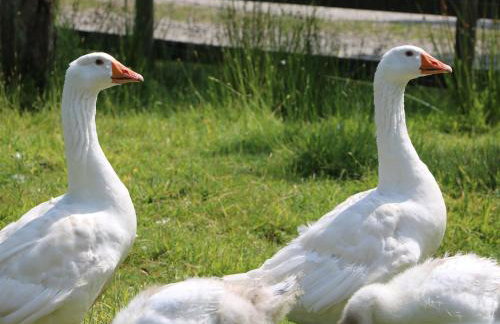 Brook Lodge - Foto 24