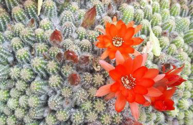 Apartments with parking space Maranovici, Mljet - 22339 - Foto 8