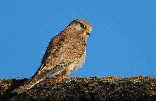 Oak & Hazel, Heath Row Barn - Foto 23