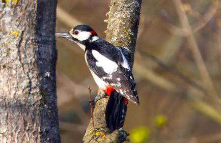 Zielony domek Drzewoszewo - Foto 38
