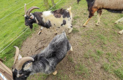 Mardi Gras - Foto 18