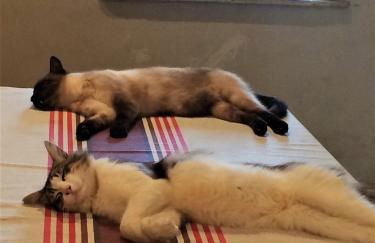 Grande Maison de famille, 12pers, Piscine privée, Vallée du Lot & Bastides - Foto 45