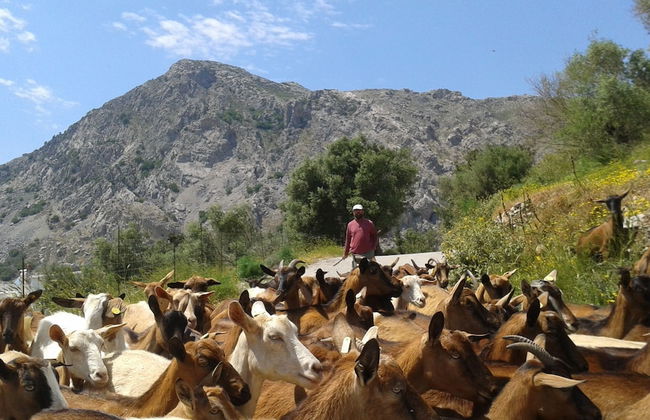 Petrinos Milos - Foto 24