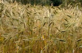 Agriturismo I Moricci - Foto 32