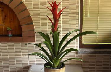 B&B antonio - Foto 26