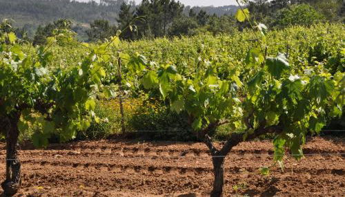 Quinta da Serrana - Foto 4, Garden, Other