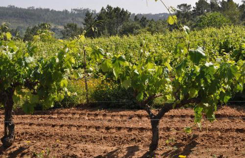 Quinta da Serrana - Foto 4