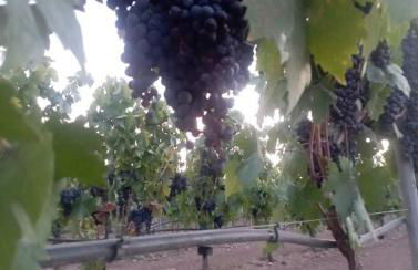 Tenuta L'uliveto - Foto 55