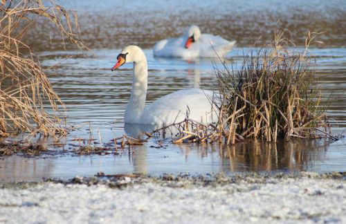 Woodpecker Lodge - Brook Meadow - sleeps 4 plus 2 - no pets - Foto 24