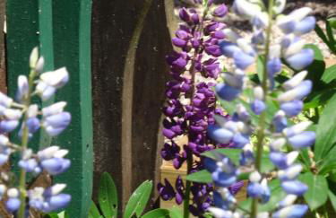 Le pic-vert - Foto 11